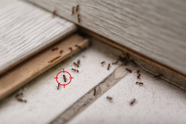 Best Insect Control  in Savoy, IL