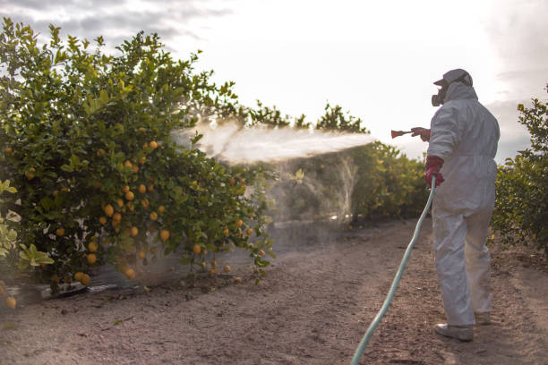 Best Wasp Removal Services  in Savoy, IL