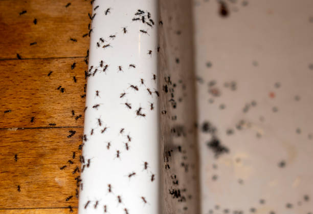 Best Commercial Pest Control Services  in Savoy, IL