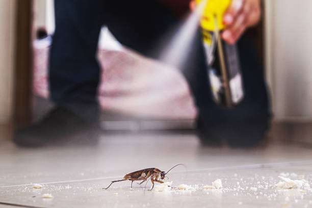 Best Termite Control Services  in Savoy, IL